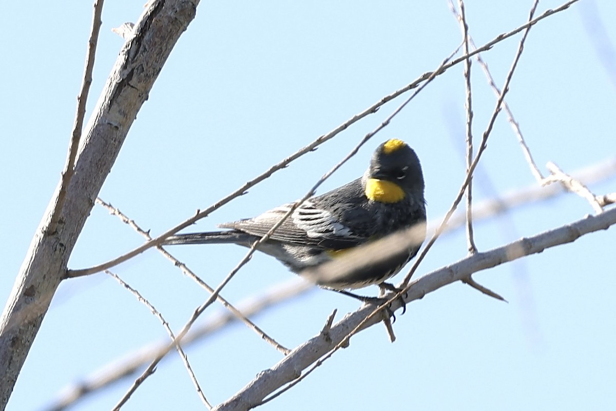 Yellow-rumped Warbler (Audubon's) - Laura Crago