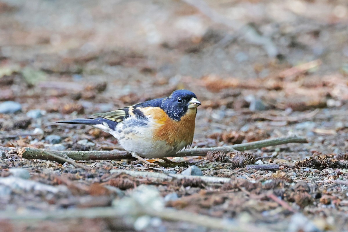 Brambling - Nathan Wall