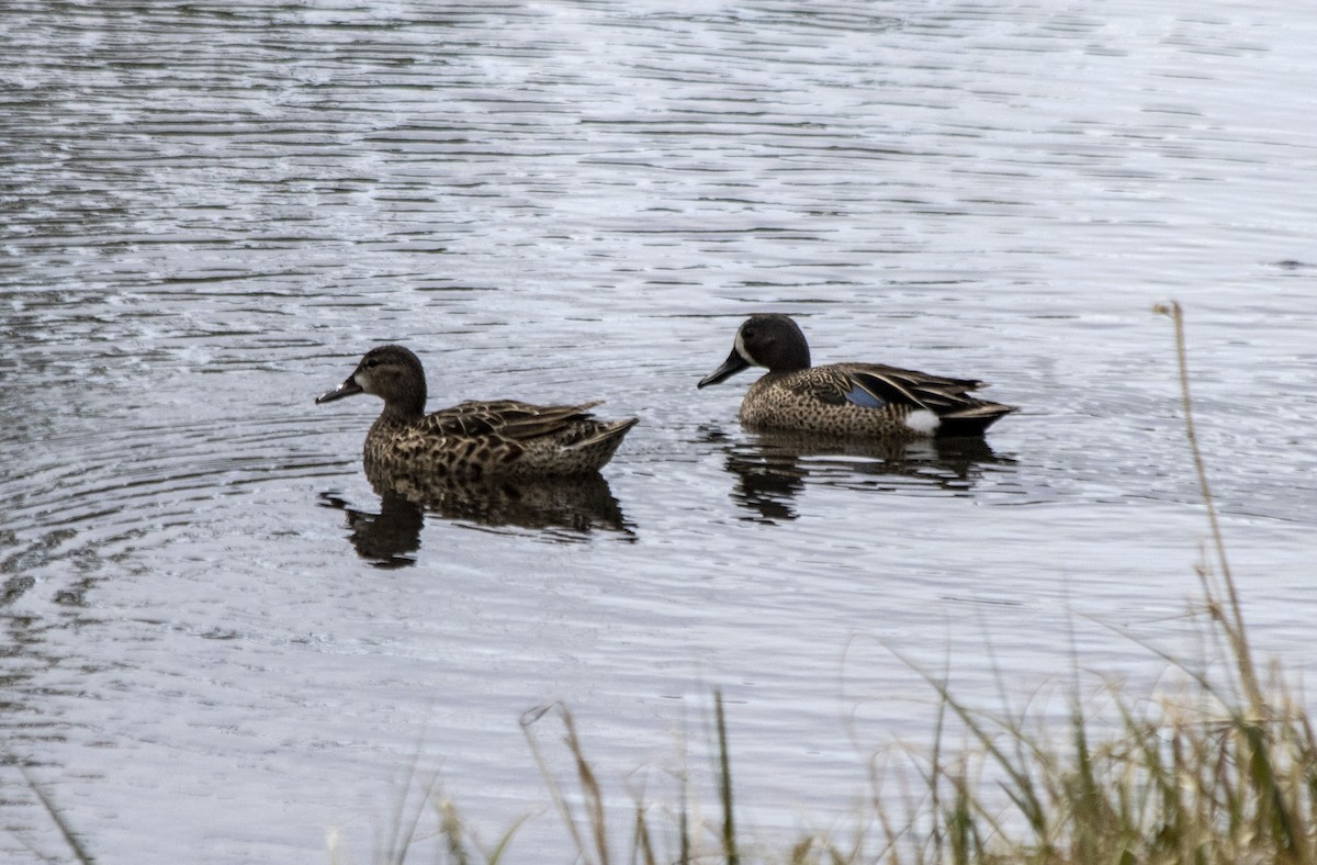 Blue-winged Teal - ML619369841