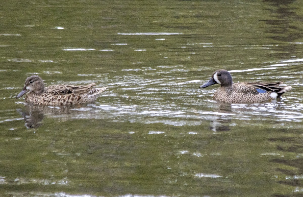 Blue-winged Teal - ML619369843