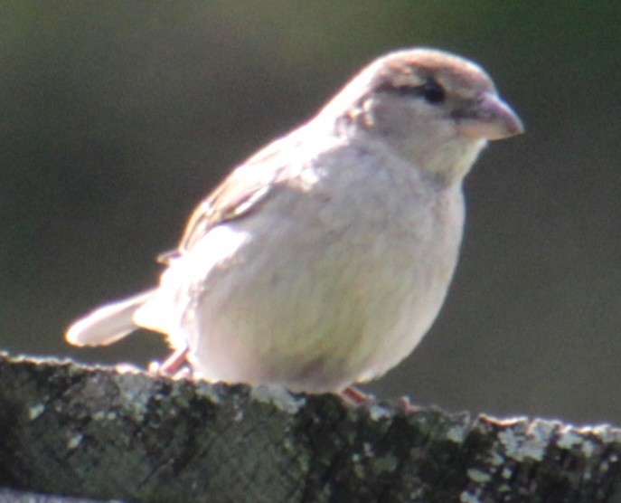 House Sparrow - ML619369846