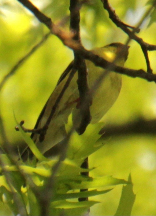 American Goldfinch - Samuel Harris