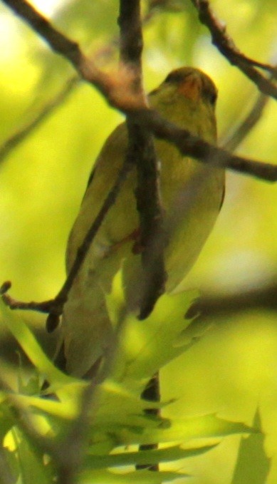 American Goldfinch - ML619369851