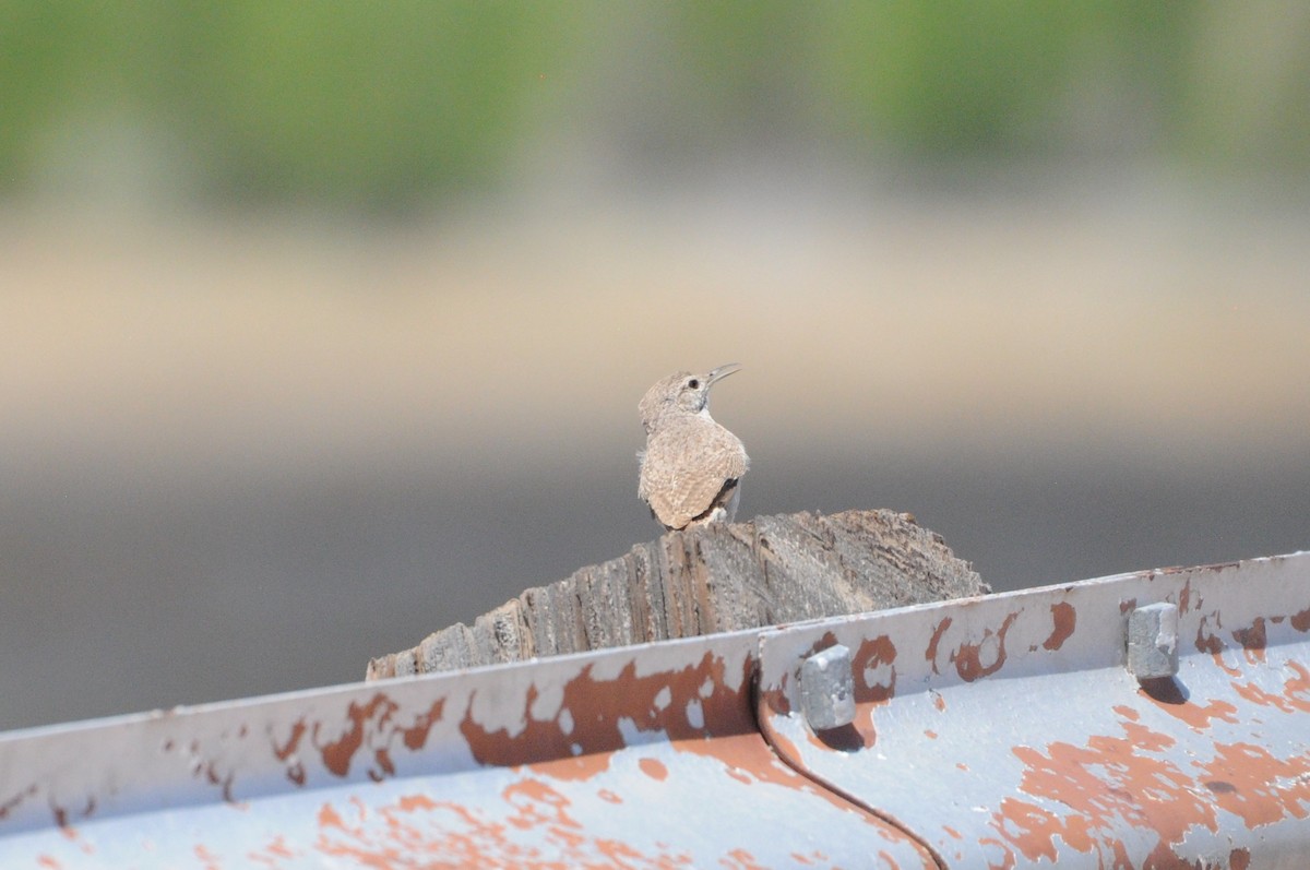 Rock Wren - Sean Huntley