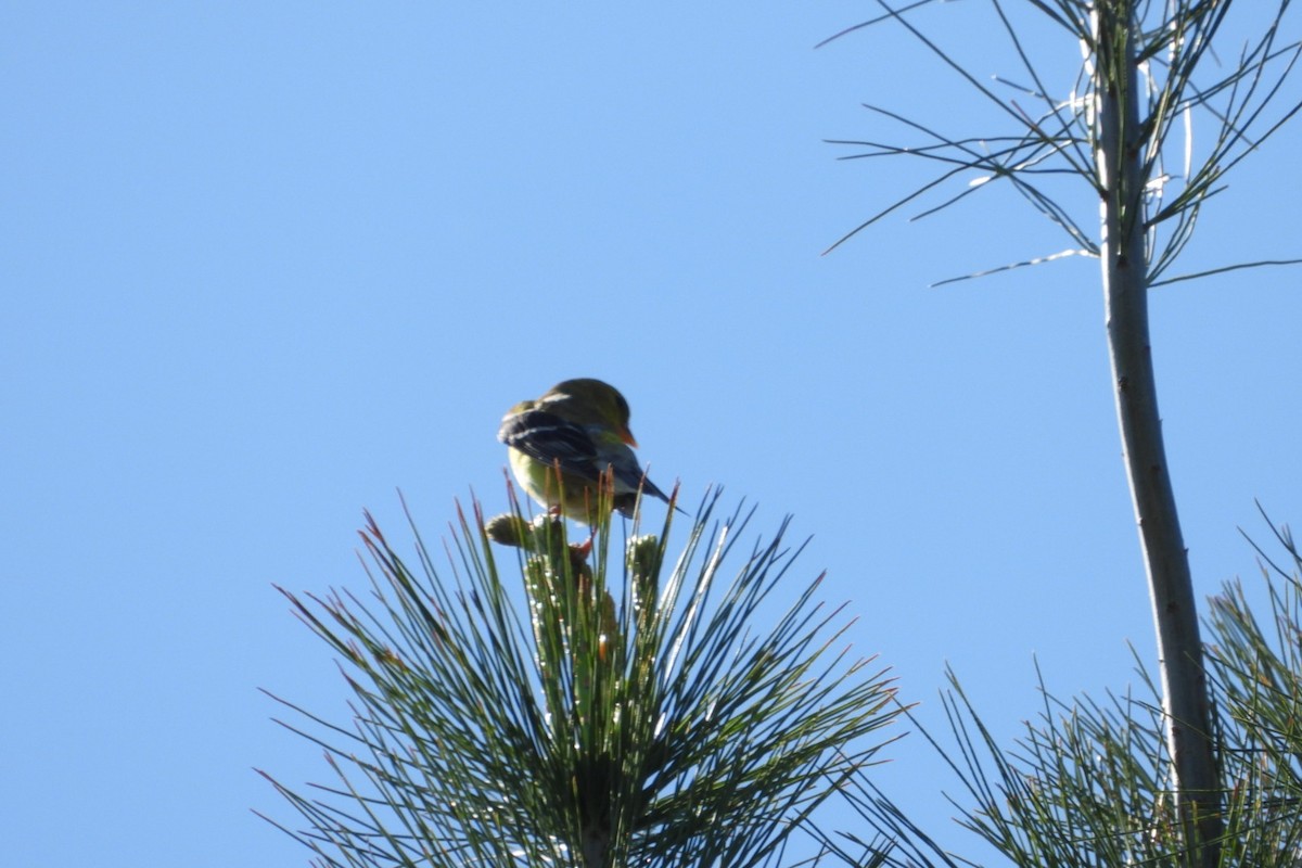 American Goldfinch - ML619369860