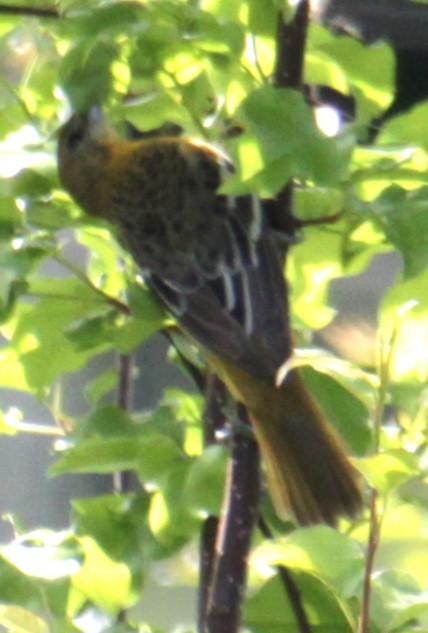 Baltimore Oriole - Samuel Harris