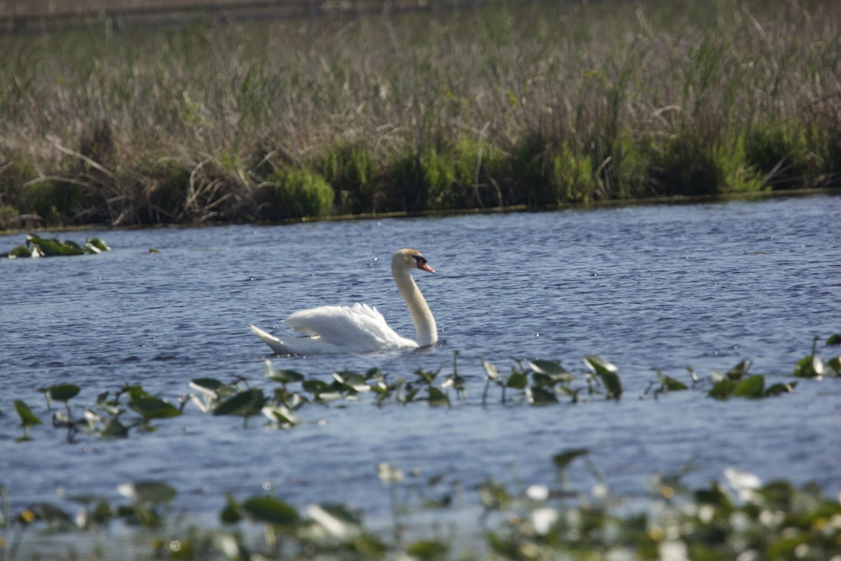 Mute Swan - ML619369890