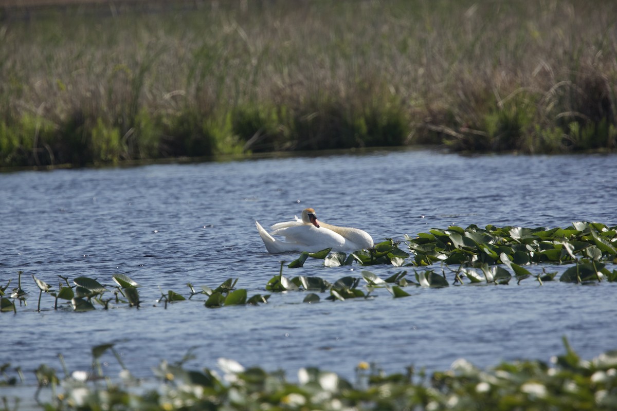 Mute Swan - Paul Miller