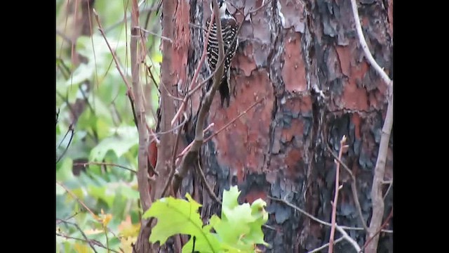 Red-cockaded Woodpecker - ML619369897