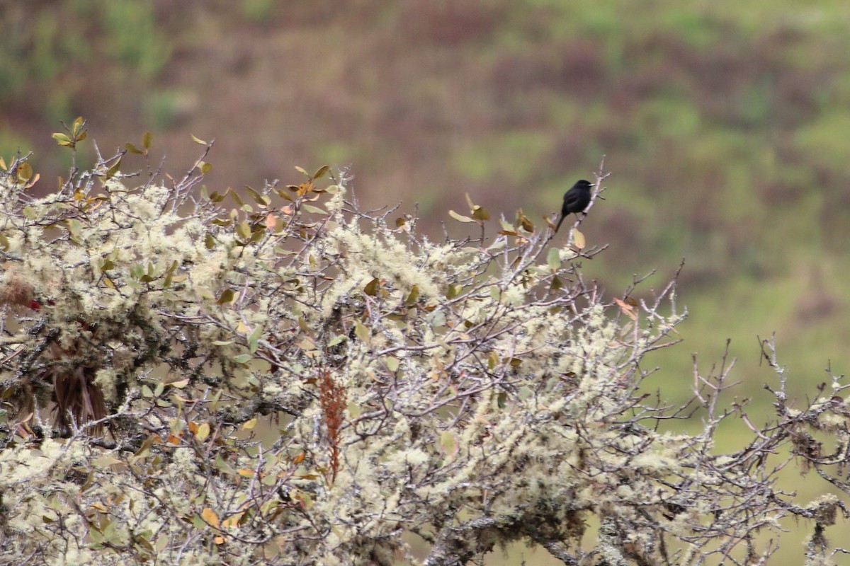 White-winged Black-Tyrant - Pierina A. Bermejo