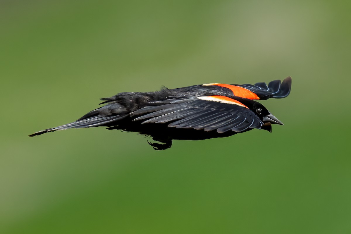 Red-winged Blackbird - Richard Gotz