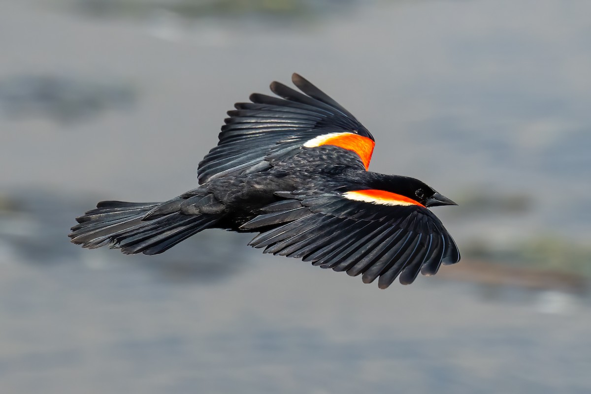 Red-winged Blackbird - Richard Gotz