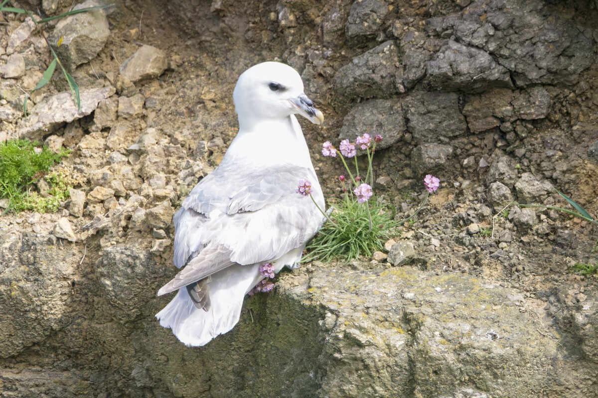 Fulmar boréal - ML619369908