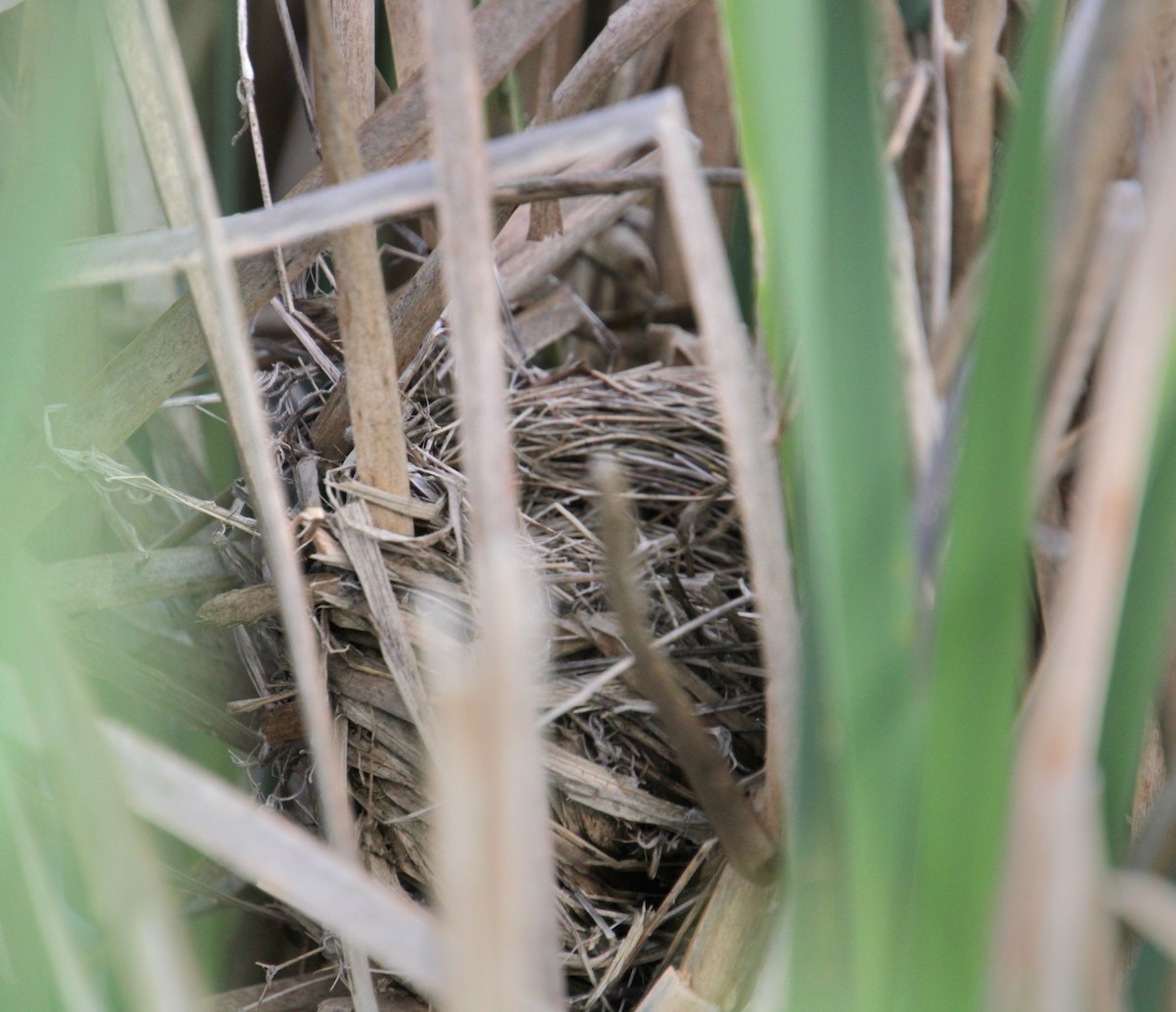 Red-winged Blackbird (Red-winged) - Samuel Harris