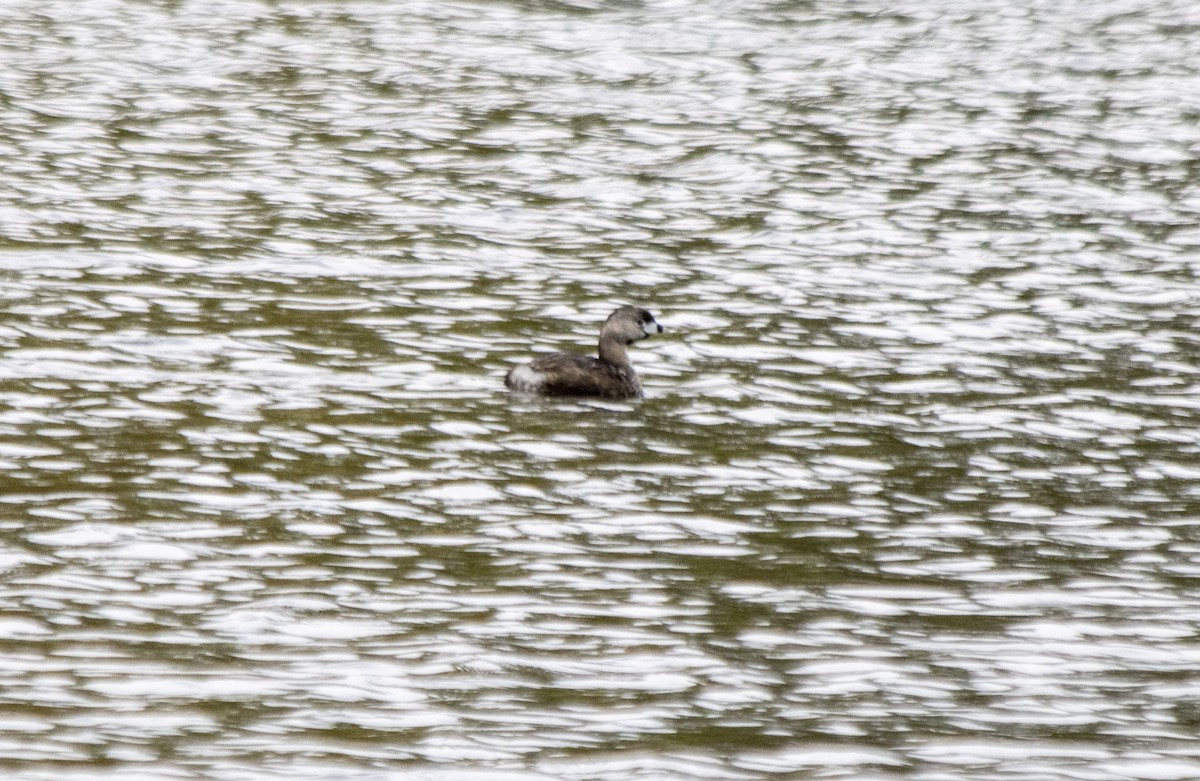 Pied-billed Grebe - ML619369956