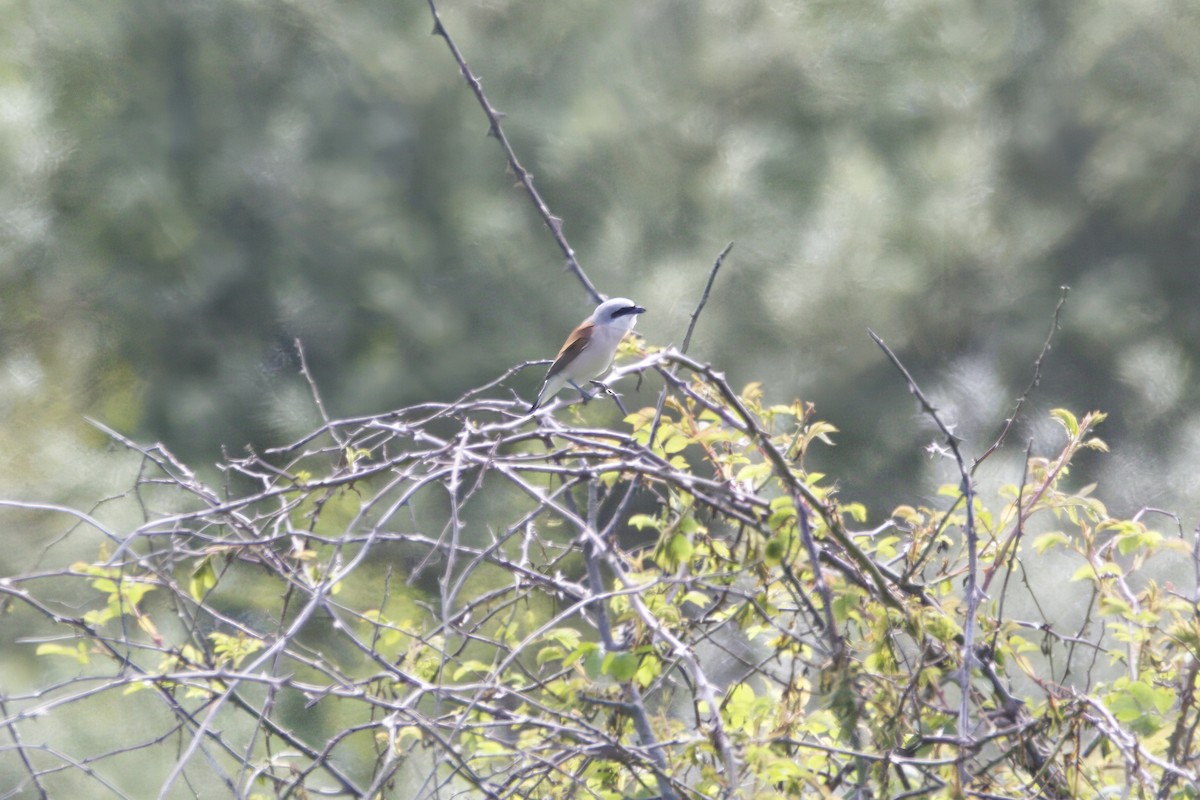 Red-backed Shrike - ML619369959