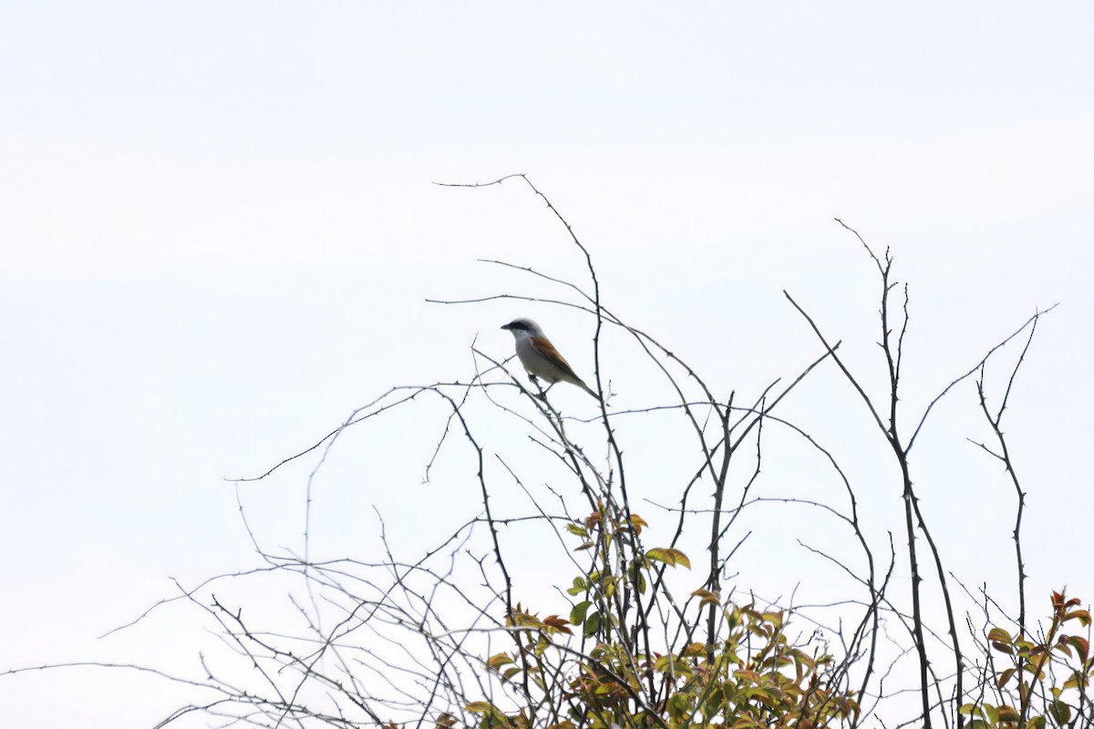 Red-backed Shrike - Gareth Bowes