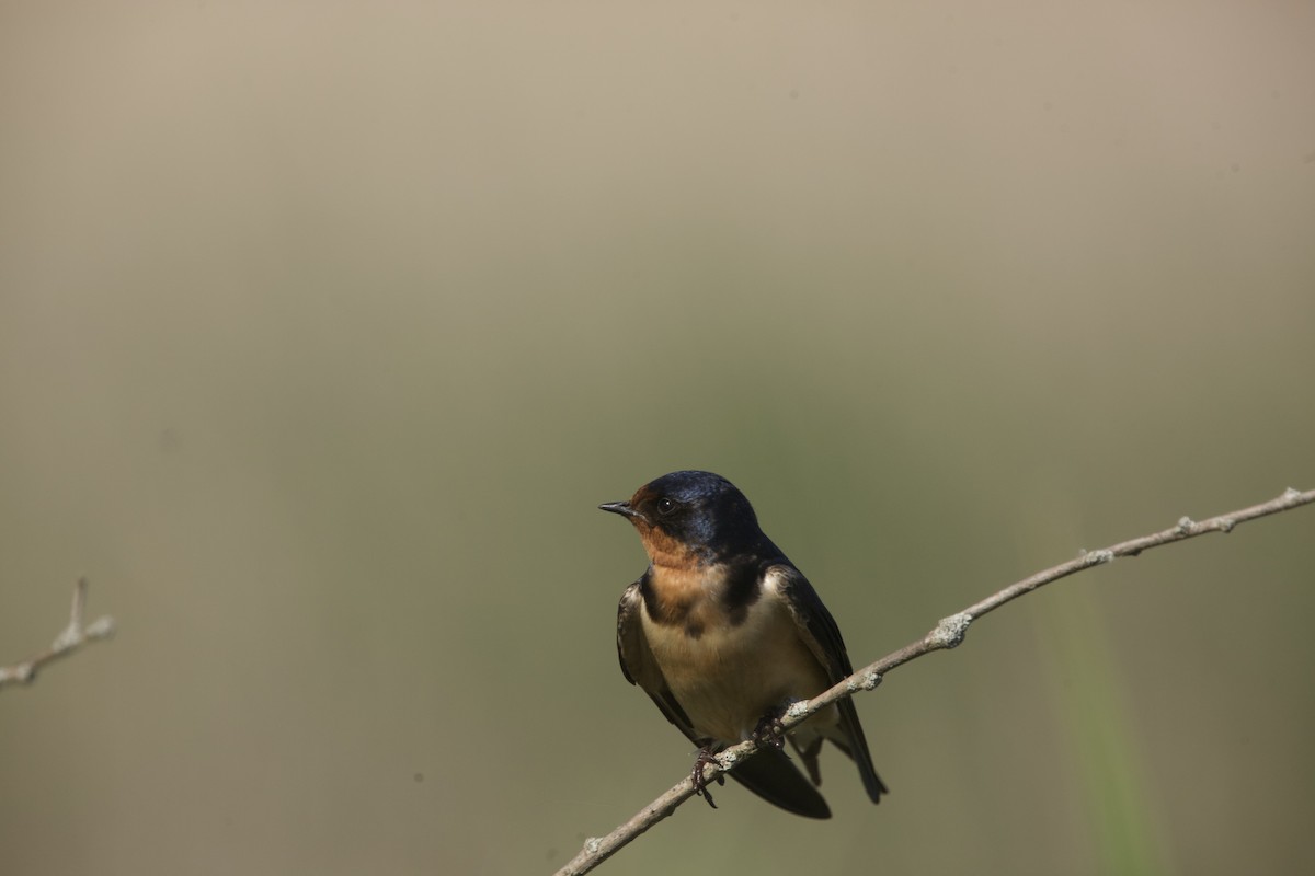 Barn Swallow - Paul Miller