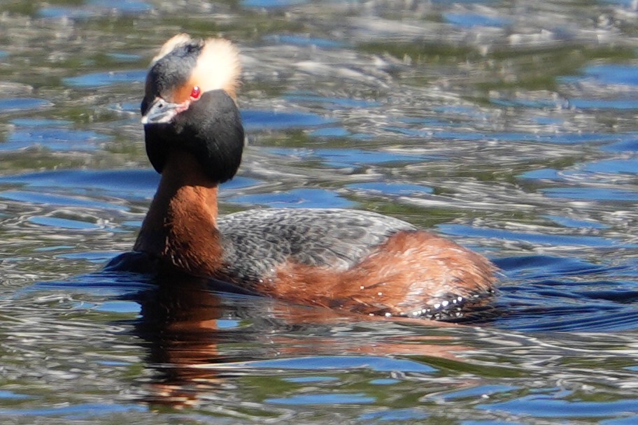 Horned Grebe - Emily Mackevicius