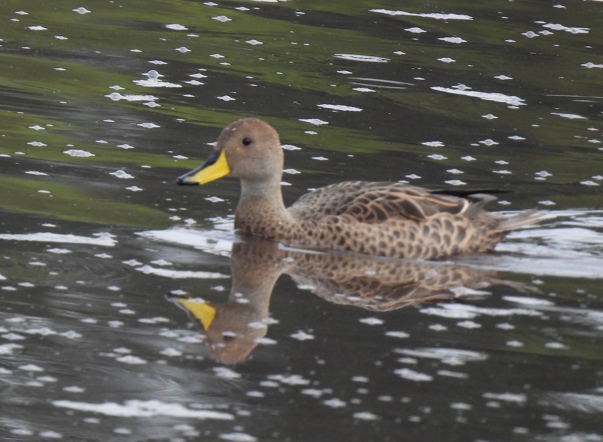 Yellow-billed Pintail - Carmen  Andrade