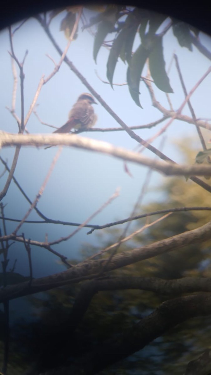 Variegated Flycatcher - Danna Valentina Plazas Jaimes