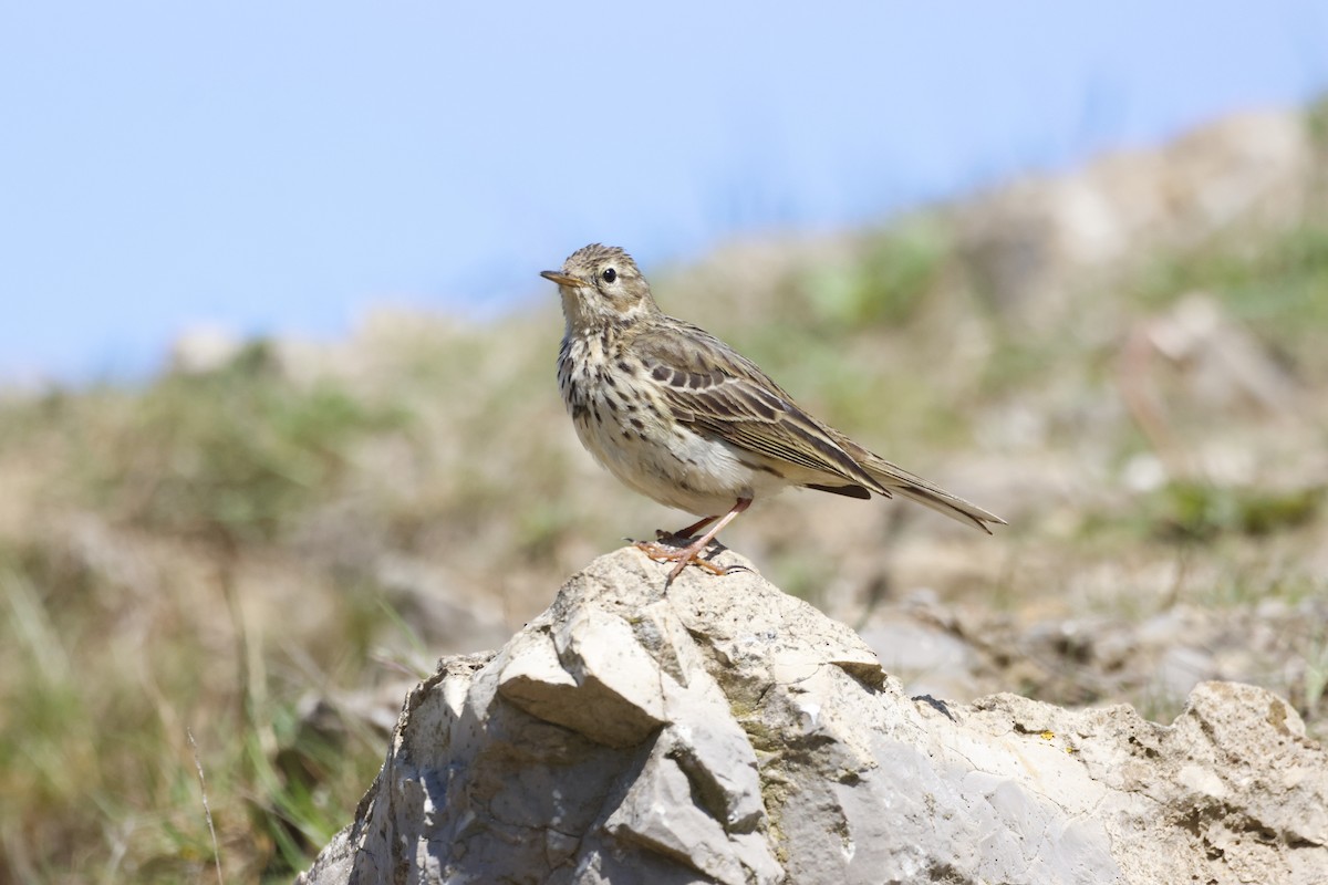 Meadow Pipit - Gareth Bowes