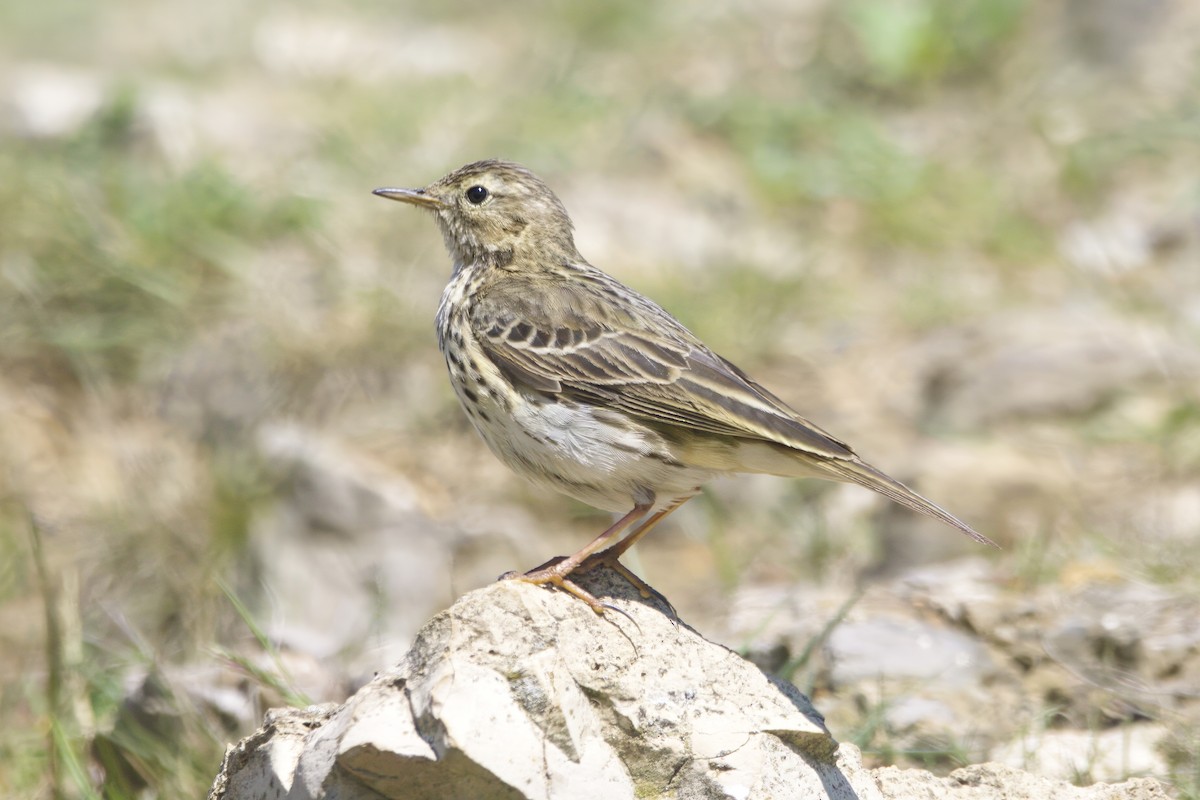 Meadow Pipit - Gareth Bowes