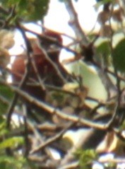 House Finch - ML619370026