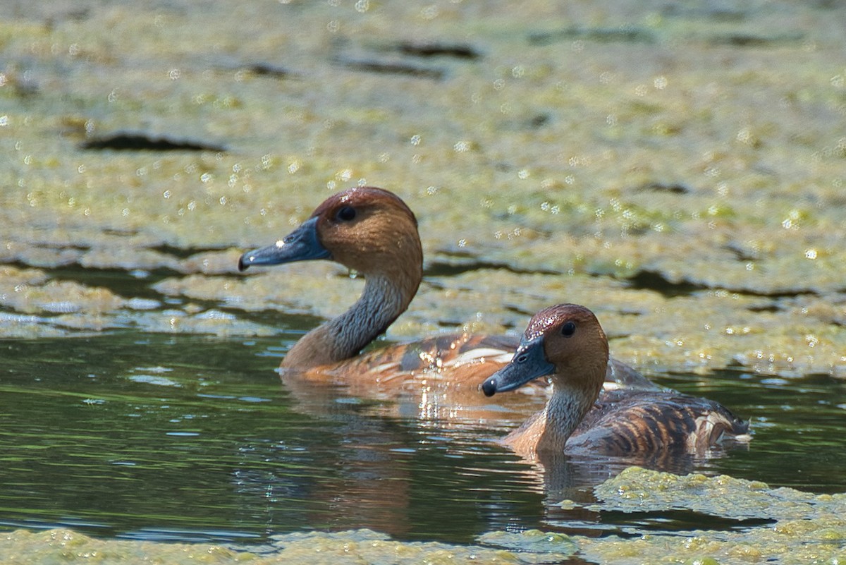 Fulvous Whistling-Duck - Donald Fullmer