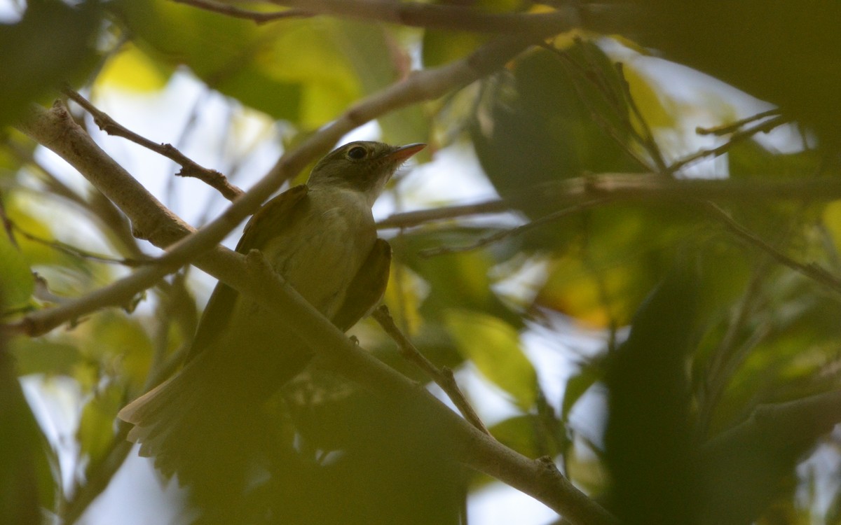 Acadian Flycatcher - Ramón  Trinchan Guerra