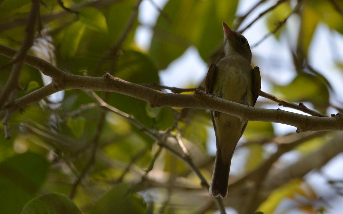 Acadian Flycatcher - Ramón  Trinchan Guerra