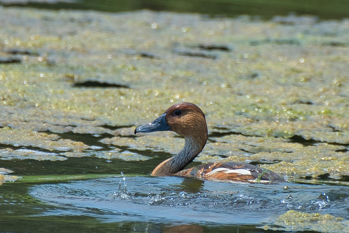 Fulvous Whistling-Duck - Donald Fullmer