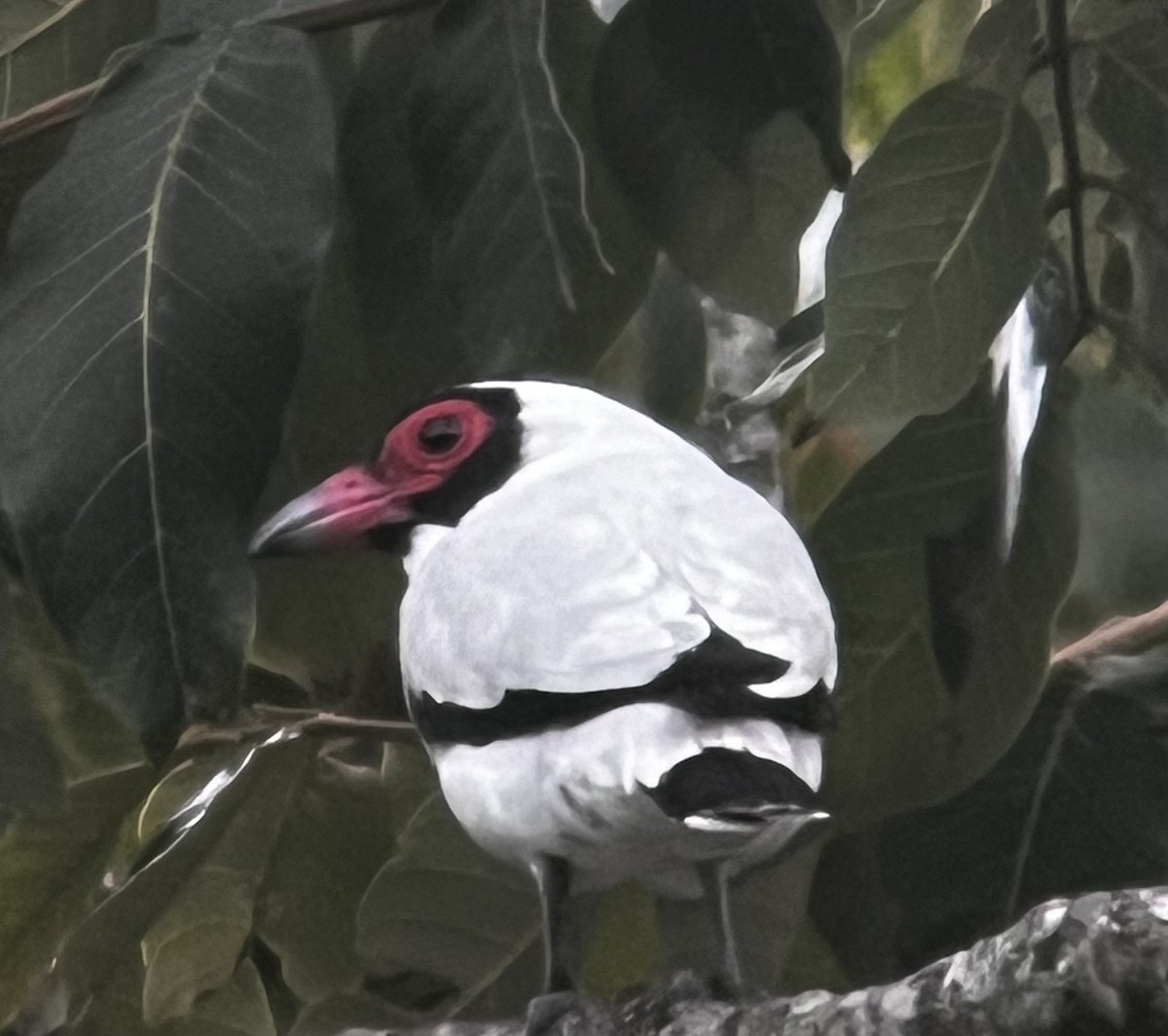 Masked Tityra - Jonathan Galownia