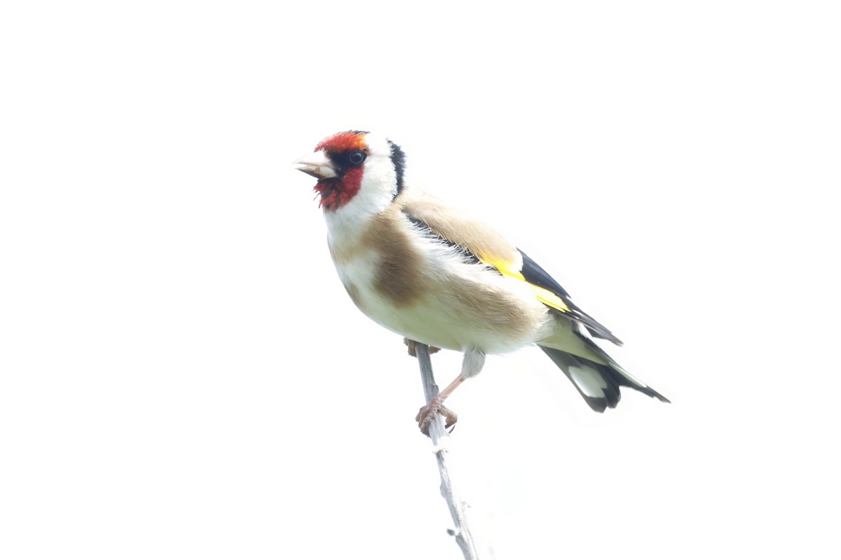 European Goldfinch - Gareth Bowes