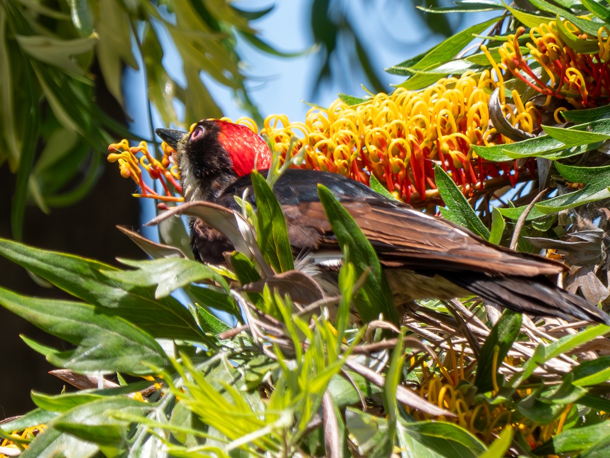 Acorn Woodpecker - ML619370079