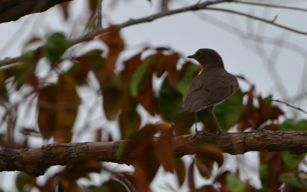 Swainson's Thrush - ML619370084