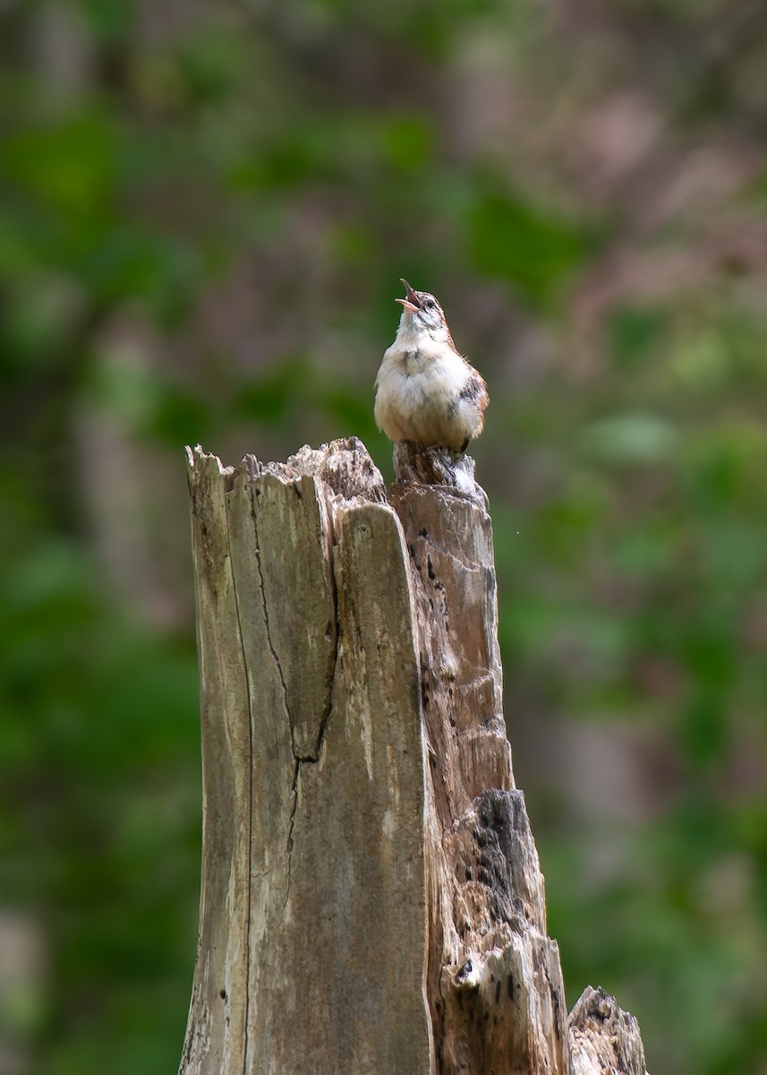 Carolina Wren - Ryan Dolan