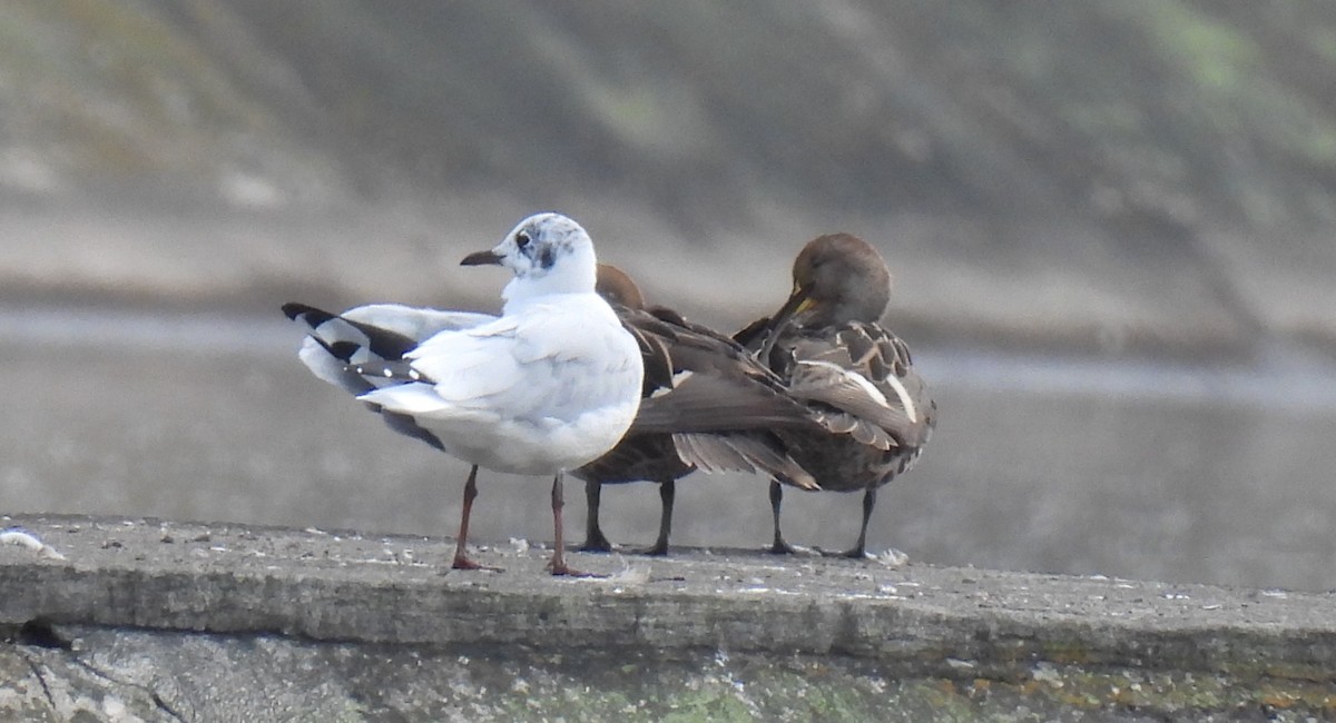 Andean Gull - Carmen  Andrade