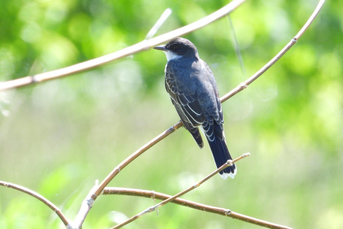 Eastern Kingbird - Marc antoine Lafrance