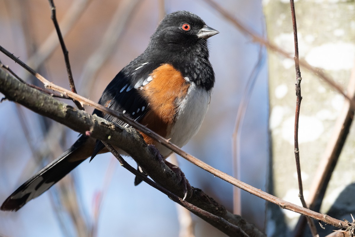 Spotted Towhee - ML619370116