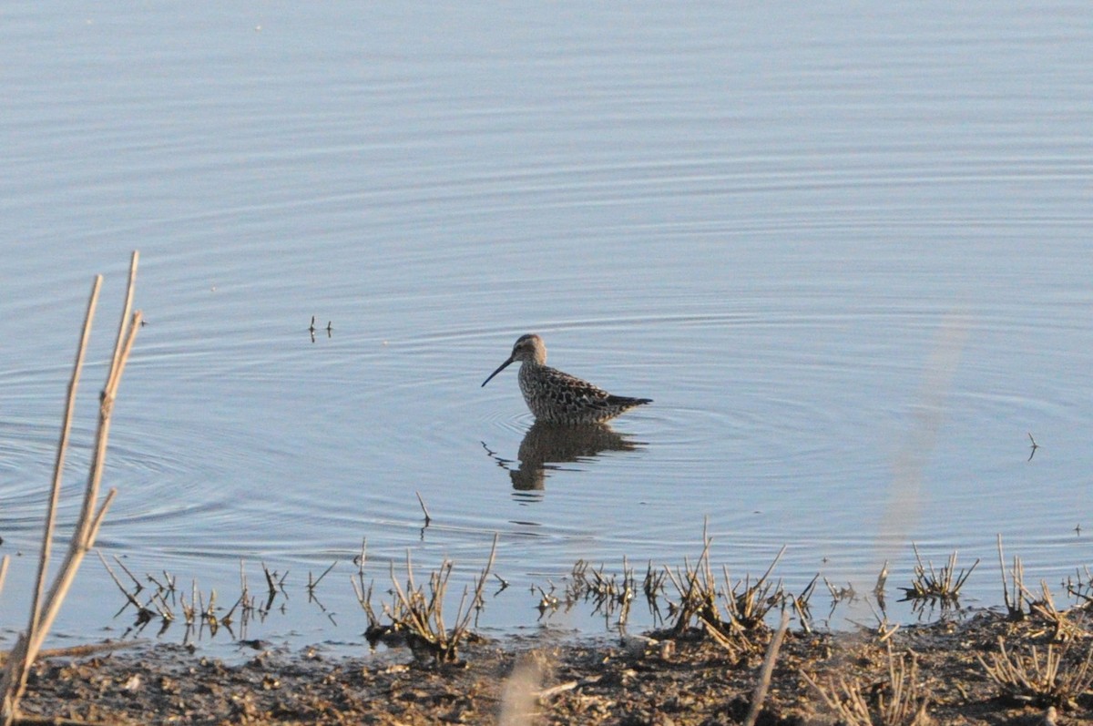 Stilt Sandpiper - Sean Huntley