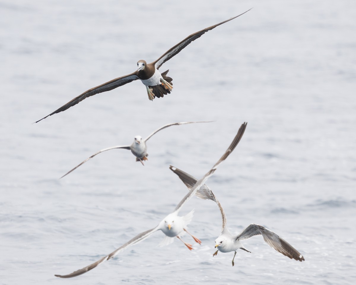 Brown Booby - Tommy Quarles