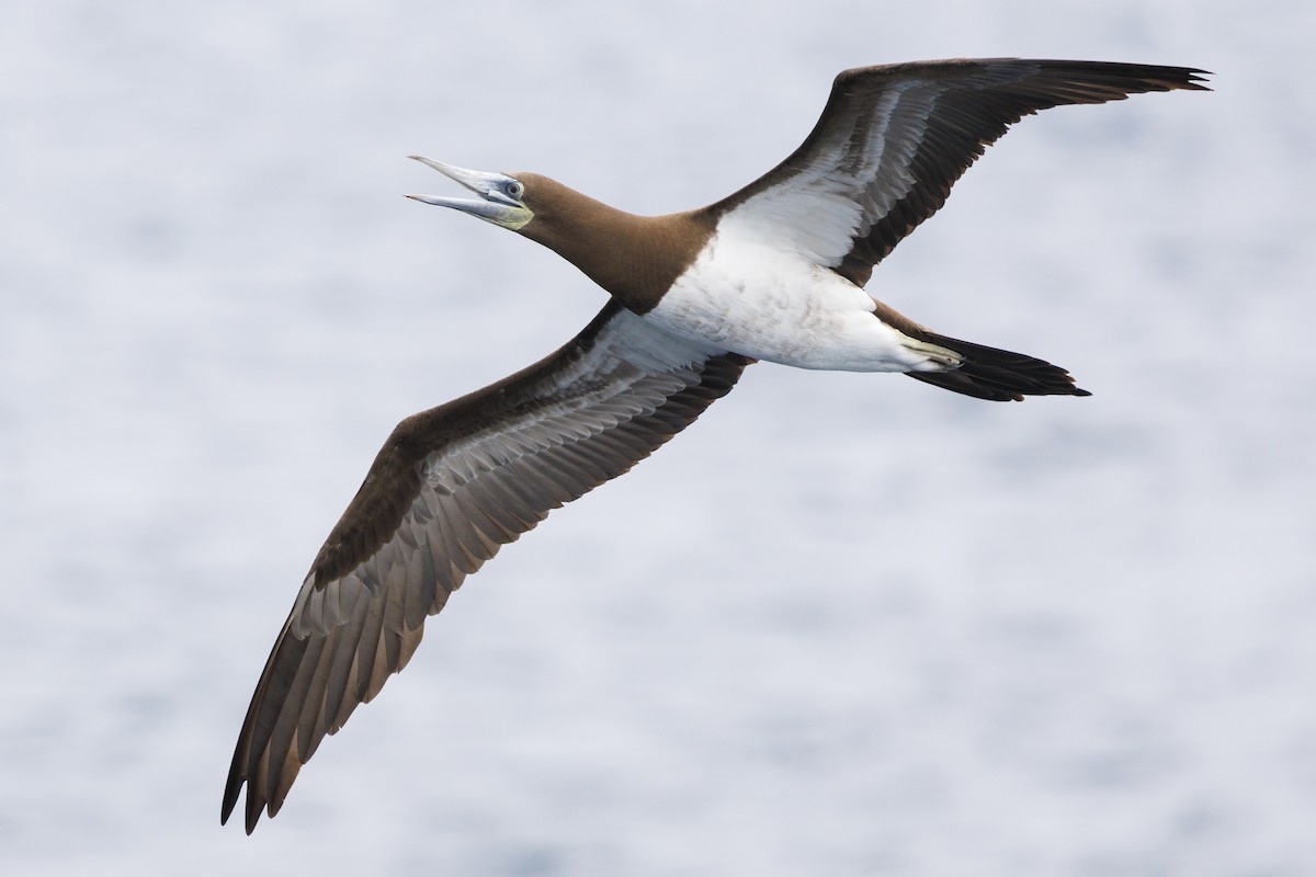 Brown Booby - Tommy Quarles
