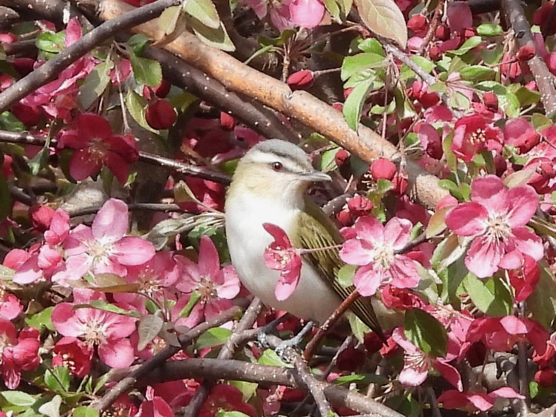 rødøyevireo - ML619370169