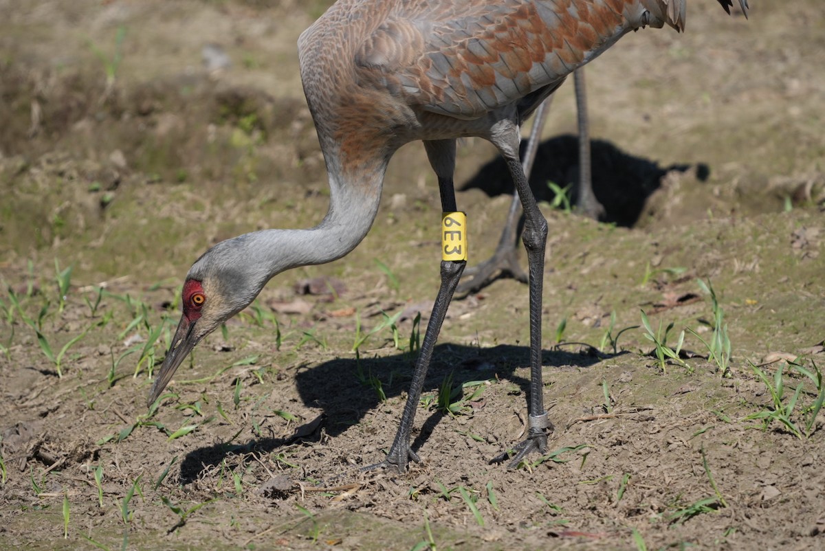 Sandhill Crane - Emily Mackevicius