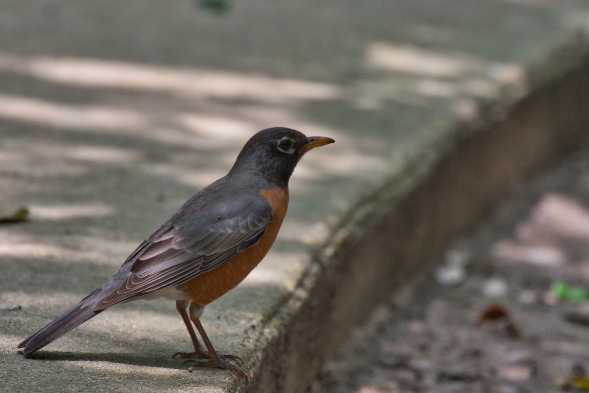 American Robin - Donald Fullmer