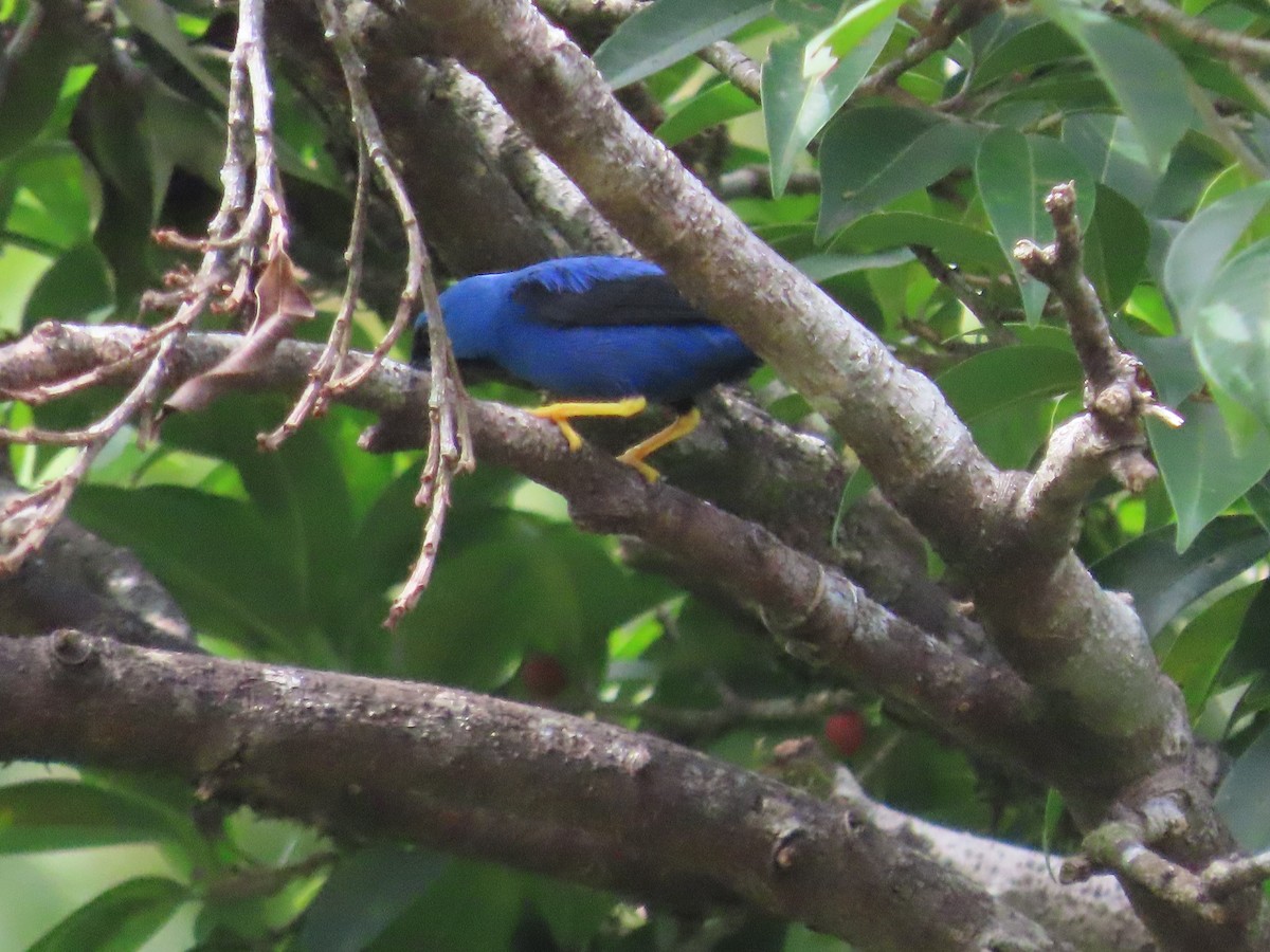 Scarlet-thighed Dacnis - Randy Lynch