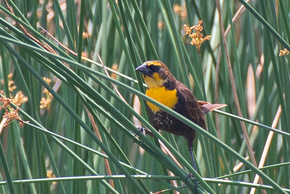 Yellow-headed Blackbird - Donald Fullmer