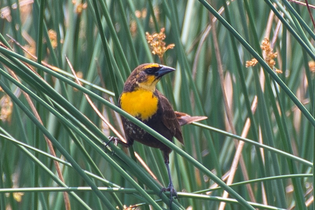 Yellow-headed Blackbird - Donald Fullmer