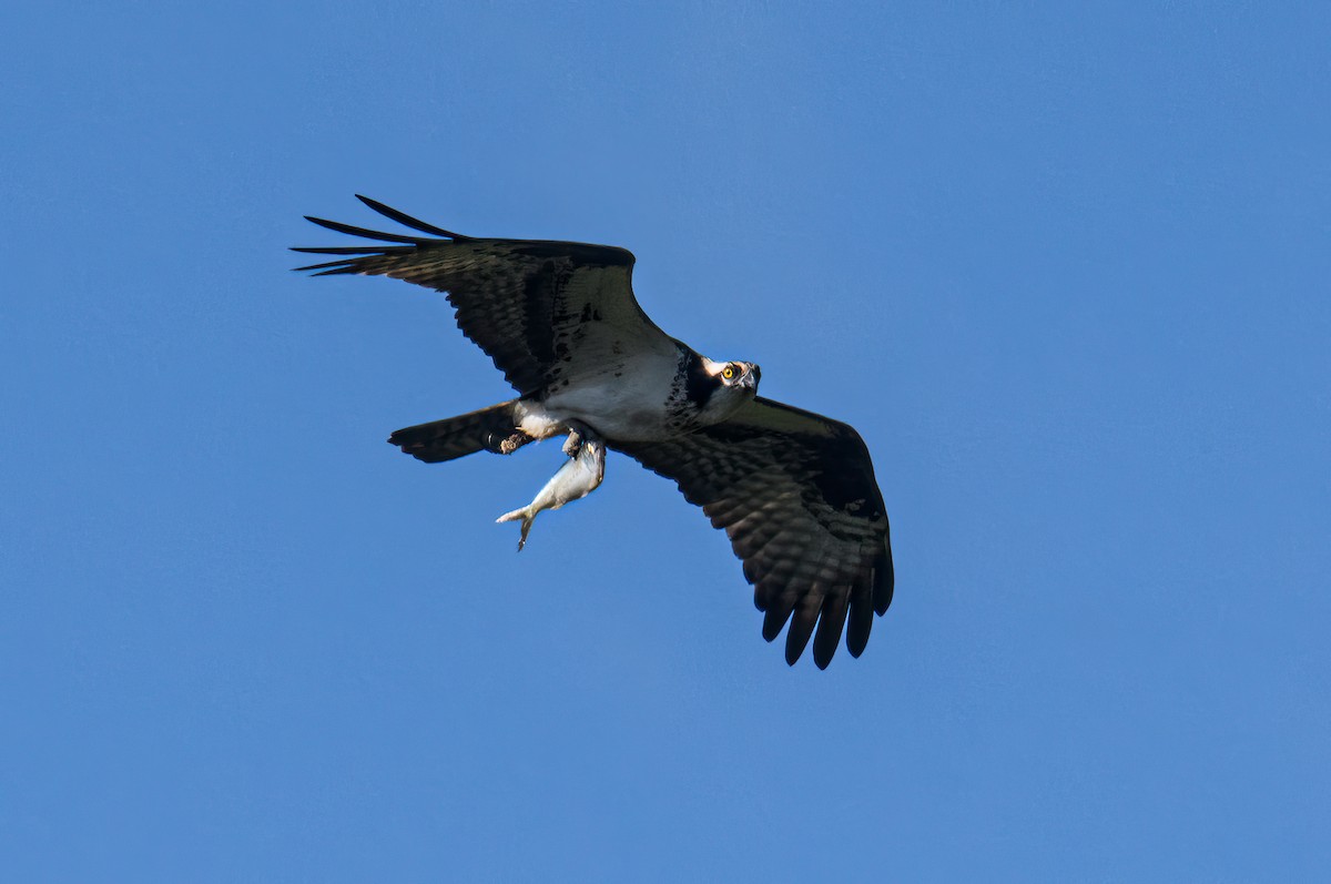 Osprey - Bert Filemyr